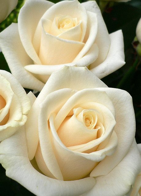 White Rose 3