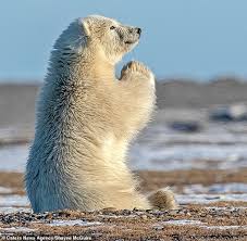 Praying Polar Bear