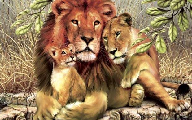 Lion, Lioness and cub